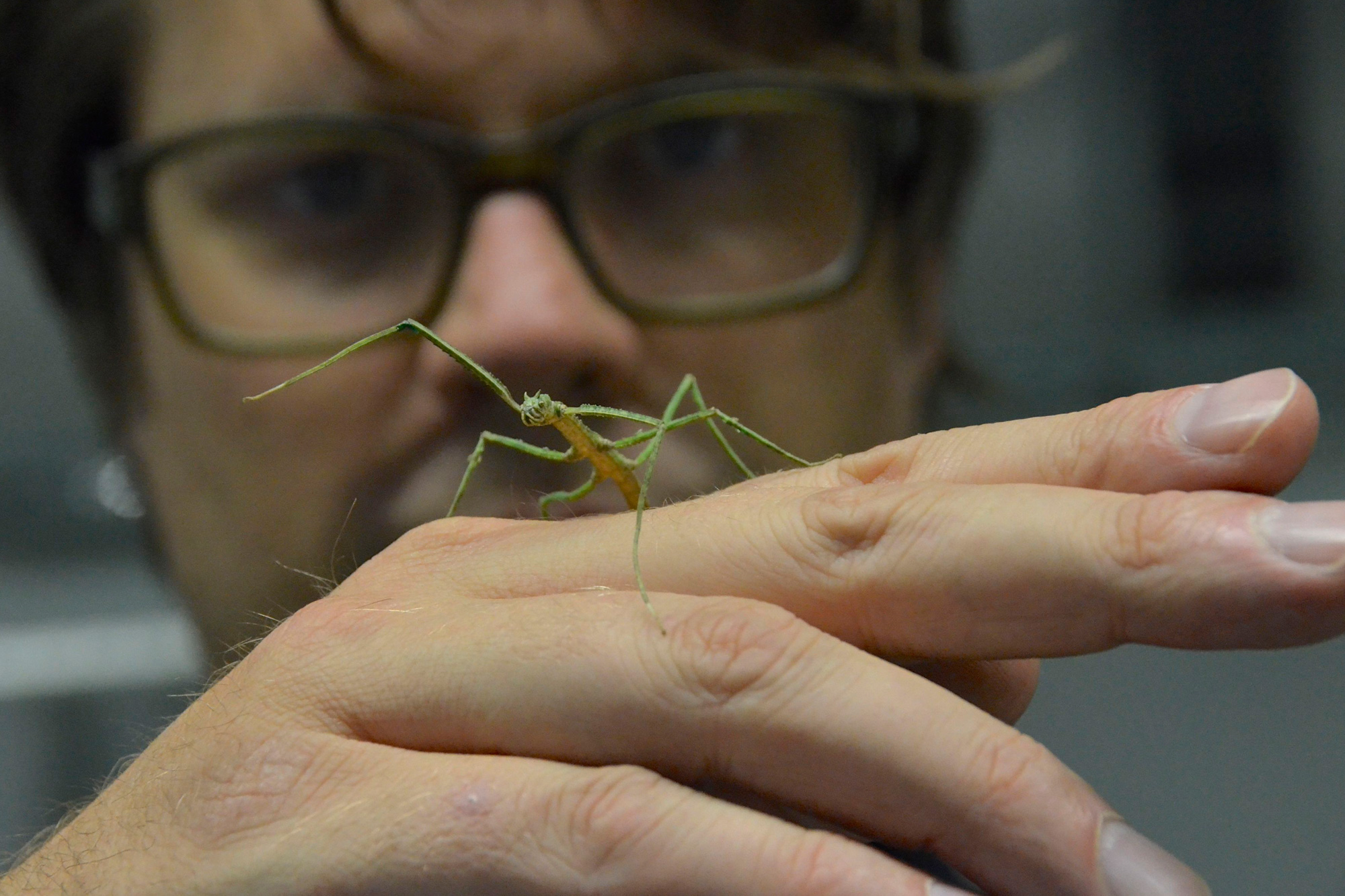 El profesor Tobias Seidl, de la Universidad de Westfalia, campus de Bocholt, con un saltamontes en la mano como símbolo de los talleres de biónica en Bocholt
